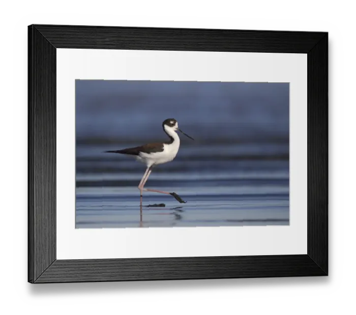 Framed Print : Black-necked Stilt (Himantopus mexicanus), California, USA Framed Print : Black-necked Stilt (Himantopus mexicanus), California, USA