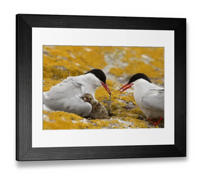 Framed Print : Arctic Tern (Sterna paradisaea) pair feeds chick, Farne Islands, United Kingdom Framed Print : Arctic Tern (Sterna paradisaea) pair feeds chick, Farne Islands, United Kingdom