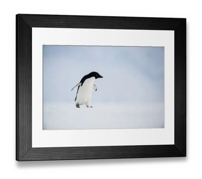 Framed Print : Adelie Penguin (Pygoscelis adeliae), Queen Maud Land, Antarctica Framed Print : Adelie Penguin (Pygoscelis adeliae), Queen Maud Land, Antarctica