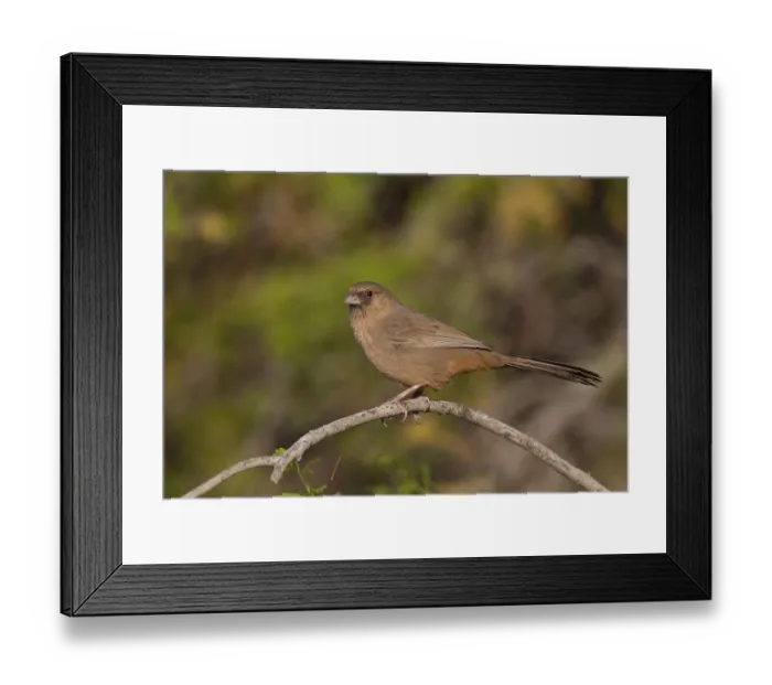 Framed Print : Aberts Towhee (Melozone aberti), California, USA Framed Print : Aberts Towhee (Melozone aberti), California, USA