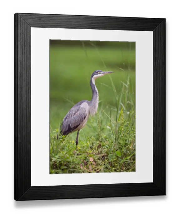 Framed Print : Black-headed Heron (Ardea melanocephala), Uganda Framed Print : Black-headed Heron (Ardea melanocephala), Uganda