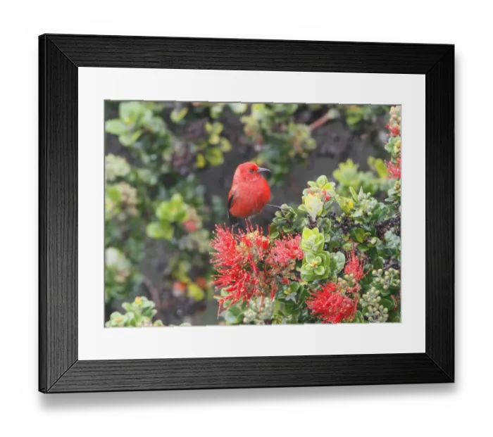 Framed Print : Apapane (Himatione sanguinea), Hawaii, USA Framed Print : Apapane (Himatione sanguinea), Hawaii, USA