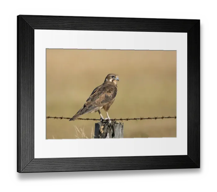 Framed Print : Brown Falcon (Falco berigora), Victoria, Australia Framed Print : Brown Falcon (Falco berigora), Victoria, Australia
