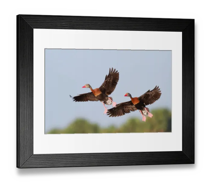 Framed Print : Black-bellied Whistling Duck (Dendrocygna autumnalis) flying, Florida, USA Framed Print : Black-bellied Whistling Duck (Dendrocygna autumnalis) flying, Florida, USA