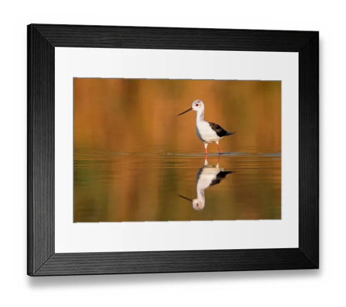Framed Print : Black-winged Stilt (Himantopus himantopus), juvenile, Spain Framed Print : Black-winged Stilt (Himantopus himantopus), juvenile, Spain