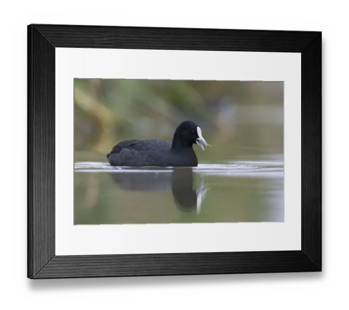 Framed Print : Australian Coot (Fulica atra australis), Victoria, Australia Framed Print : Australian Coot (Fulica atra australis), Victoria, Australia