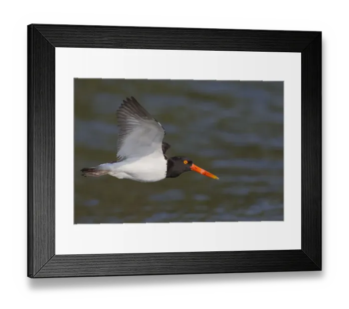 Framed Print : American Oystercatcher (Haematopus palliatus) flying, Florida, USA Framed Print : American Oystercatcher (Haematopus palliatus) flying, Florida, USA