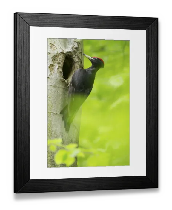Framed Print : Black Woodpecker (Dryocopus martius) male at breeding cavity, North Rhine-Westphalia Framed Print : Black Woodpecker (Dryocopus martius) male at breeding cavity, North Rhine-Westphalia