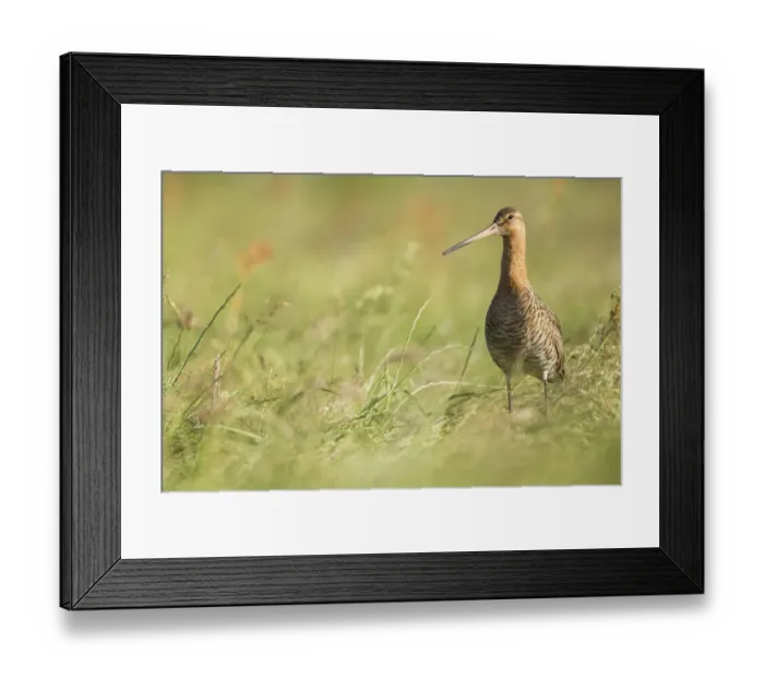 Framed Print : Black-tailed Godwit (Limosa limosa) male, Texel, The Netherlands Framed Print : Black-tailed Godwit (Limosa limosa) male, Texel, The Netherlands