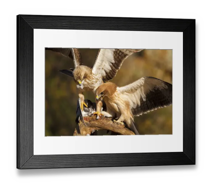 Framed Print : Booted Eagle (Hieraaetus pennatus) juvenile and female, Castile and Leon, Spain Framed Print : Booted Eagle (Hieraaetus pennatus) juvenile and female, Castile and Leon, Spain