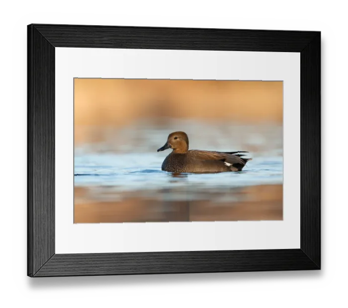 Framed Print : Gadwall (Mareca strepera), Utrecht, The Netherlands Framed Print : Gadwall (Mareca strepera), Utrecht, The Netherlands