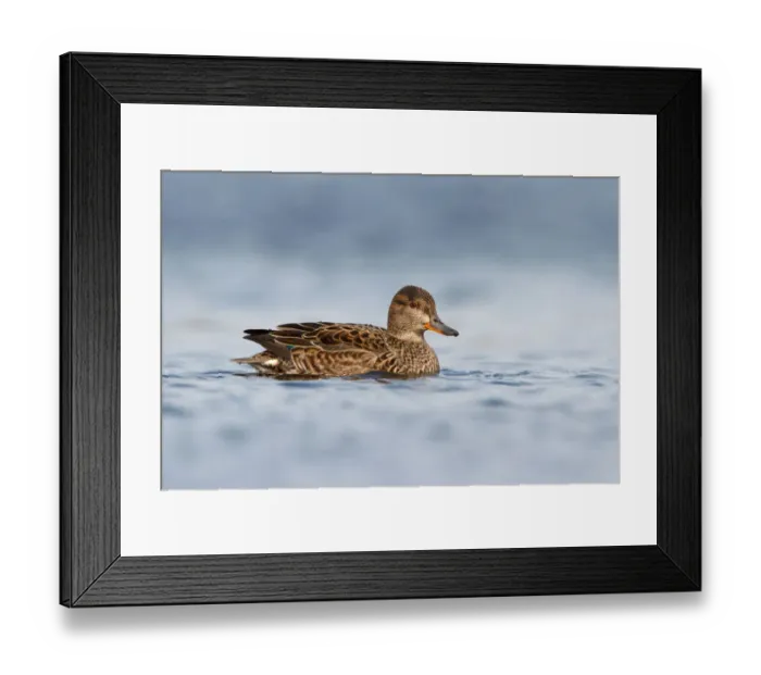 Framed Print : Eurasian Teal (Anas crecca) female, Utrecht, The Netherlands Framed Print : Eurasian Teal (Anas crecca) female, Utrecht, The Netherlands