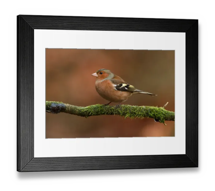 Framed Print : Common Chaffinch (Fringilla coelebs) male, Utrecht, The Netherlands Framed Print : Common Chaffinch (Fringilla coelebs) male, Utrecht, The Netherlands