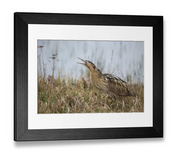 Framed Print : Eurasian Bittern (Botaurus stellaris) calling, Burgenland, Austria Framed Print : Eurasian Bittern (Botaurus stellaris) calling, Burgenland, Austria
