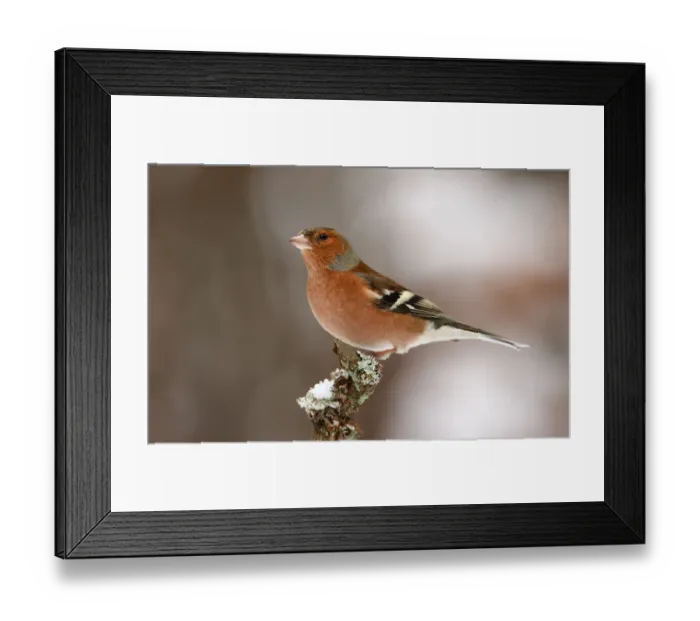 Framed Print : Common Chaffinch (Fringilla coelebs) male, Utrecht, The Netherlands Framed Print : Common Chaffinch (Fringilla coelebs) male, Utrecht, The Netherlands
