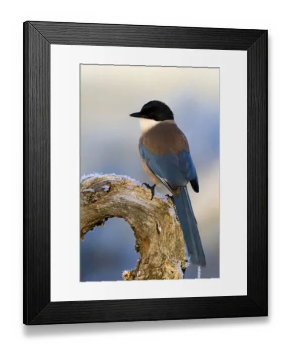 Framed Print : Iberian Magpie (Cyanopica cooki), Castile-La Mancha, Spain Framed Print : Iberian Magpie (Cyanopica cooki), Castile-La Mancha, Spain