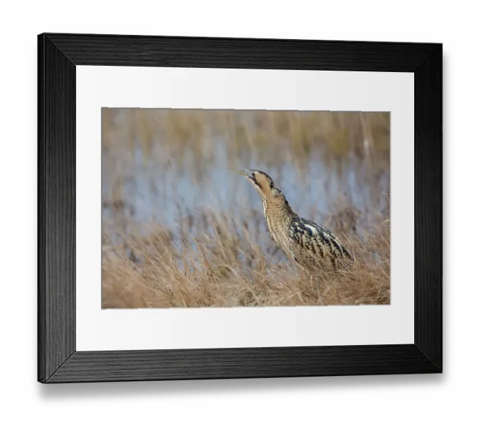 Framed Print : Eurasian Bittern (Botaurus stellaris), Burgenland, Austria Framed Print : Eurasian Bittern (Botaurus stellaris), Burgenland, Austria