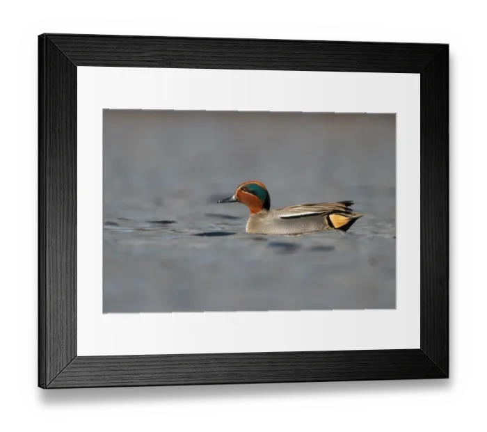 Framed Print : Eurasian Teal (Anas crecca) male, Utrecht, The Netherlands Framed Print : Eurasian Teal (Anas crecca) male, Utrecht, The Netherlands
