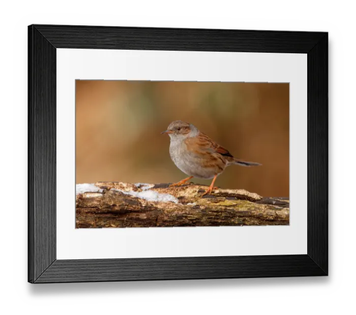 Framed Print : Dunnock (Prunella modularis), Utrecht, The Netherlands Framed Print : Dunnock (Prunella modularis), Utrecht, The Netherlands