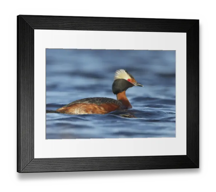 Framed Print : Horned Grebe (Podiceps auritus), Manitoba, Canada Framed Print : Horned Grebe (Podiceps auritus), Manitoba, Canada