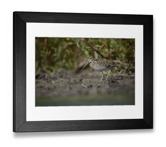 Framed Print : Common Snipe (Gallinago gallinago), Thuringia, Germany Framed Print : Common Snipe (Gallinago gallinago), Thuringia, Germany