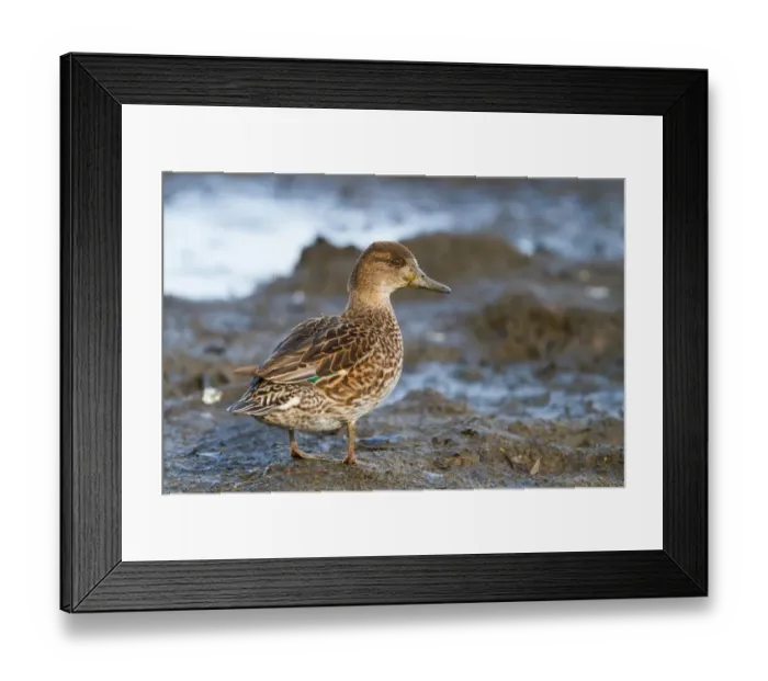 Framed Print : Eurasian Teal (Anas crecca) female, Bavaria, Germany Framed Print : Eurasian Teal (Anas crecca) female, Bavaria, Germany