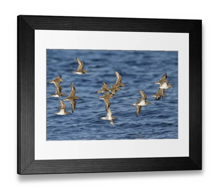 Framed Print : Dunlin (Calidris alpina) flying, British Columbia, Canada Framed Print : Dunlin (Calidris alpina) flying, British Columbia, Canada