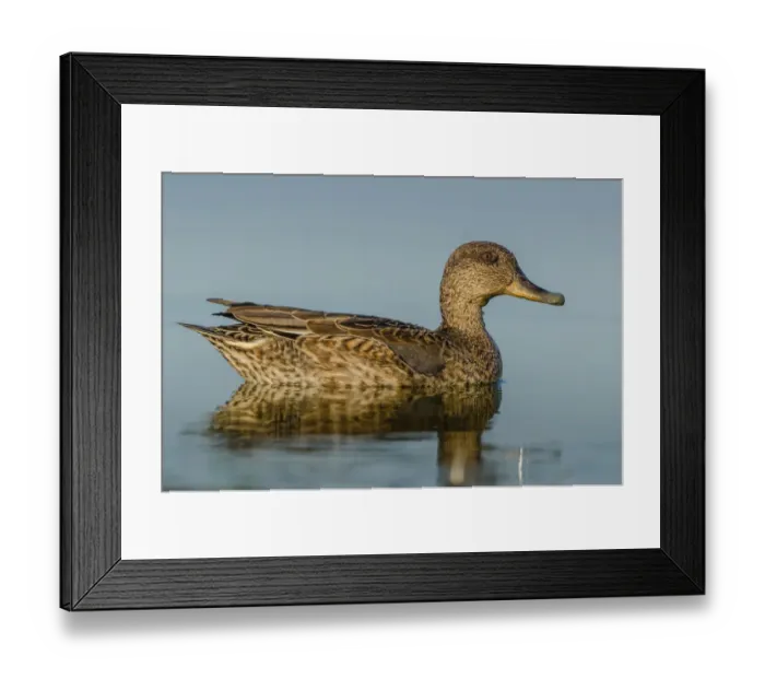 Framed Print : Gadwall (Mareca strepera), Schleswig-Holstein, Germany Framed Print : Gadwall (Mareca strepera), Schleswig-Holstein, Germany