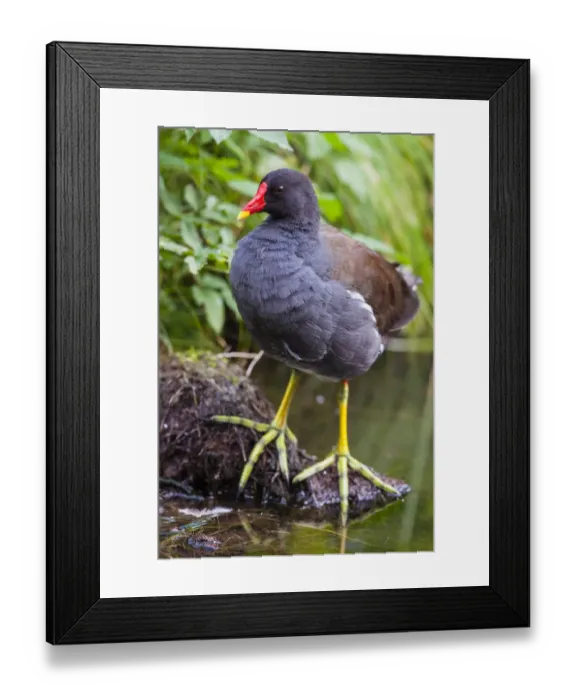 Framed Print : Common Moorhen (Gallinula chloropus), Bavaria, Germany Framed Print : Common Moorhen (Gallinula chloropus), Bavaria, Germany