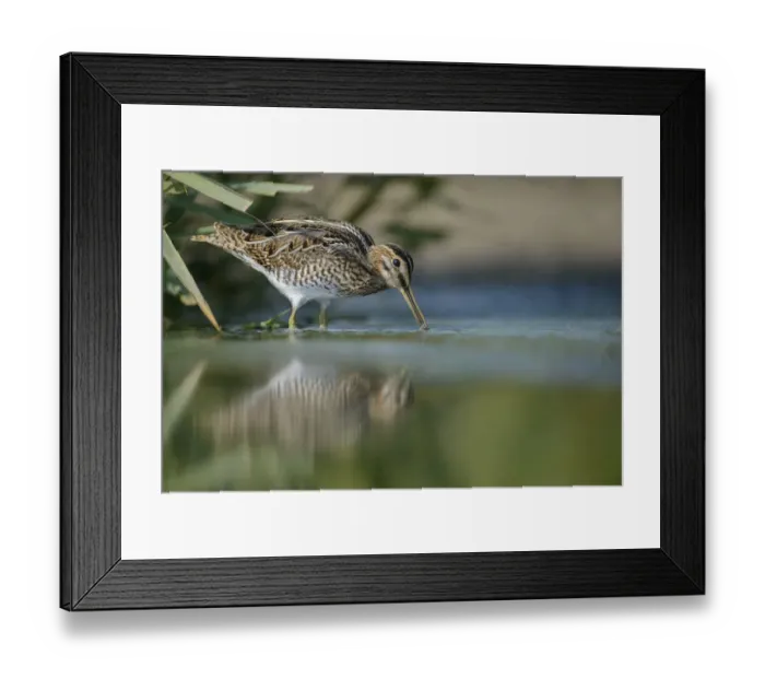 Framed Print : Common Snipe (Gallinago gallinago), Thuringia, Germany Framed Print : Common Snipe (Gallinago gallinago), Thuringia, Germany