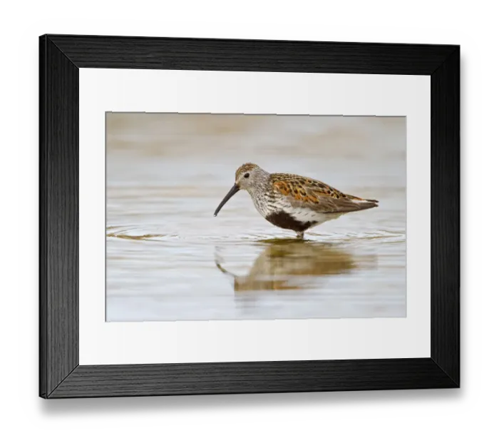 Framed Print : Dunlin (Calidris alpina), Manitoba, Canada Framed Print : Dunlin (Calidris alpina), Manitoba, Canada