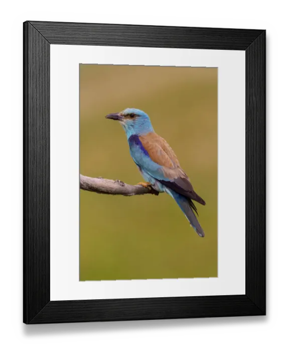 Framed Print : European Roller (Coracias garrulus) male, Hajdu-Bihar, Hungary Framed Print : European Roller (Coracias garrulus) male, Hajdu-Bihar, Hungary