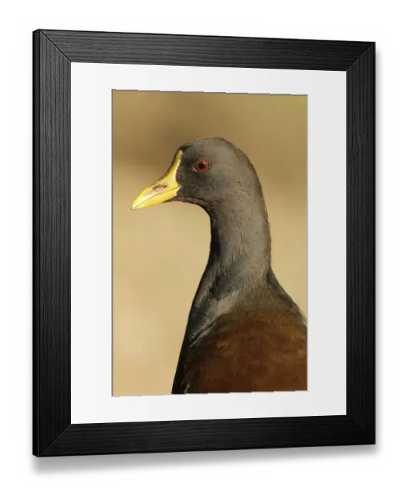 Framed Print : Common Moorhen (Gallinula chloropus), Aargau, Switzerland Framed Print : Common Moorhen (Gallinula chloropus), Aargau, Switzerland