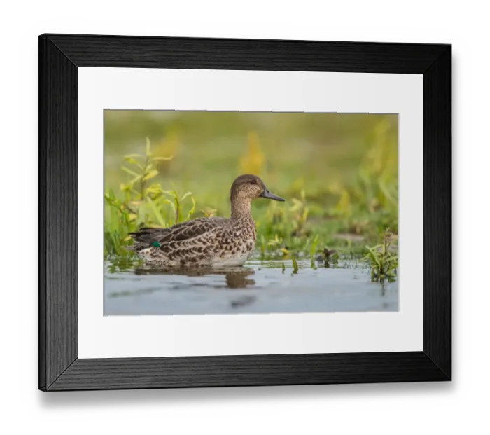 Framed Print : Eurasian Teal (Anas crecca), Schleswig-Holstein, Germany Framed Print : Eurasian Teal (Anas crecca), Schleswig-Holstein, Germany