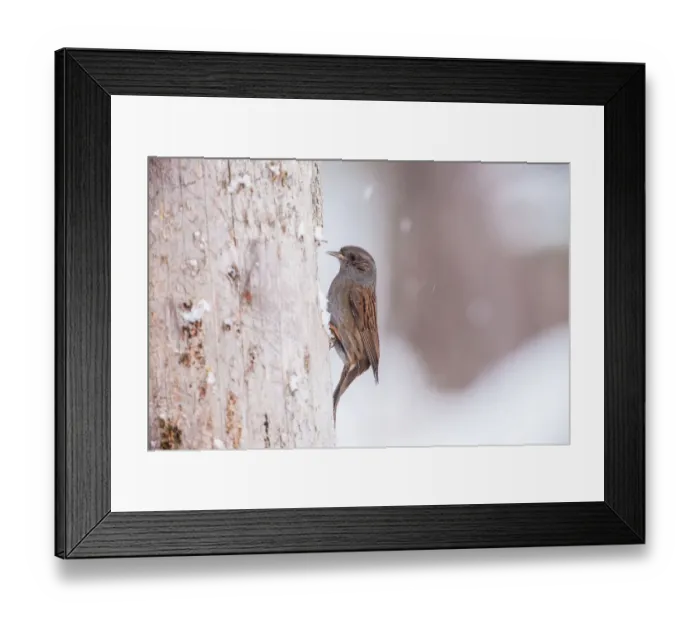 Framed Print : Dunnock (Prunella modularis), Bavaria, Germany Framed Print : Dunnock (Prunella modularis), Bavaria, Germany