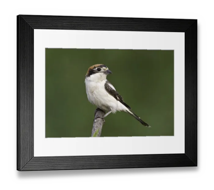 Framed Print : Woodchat Shrike (Lanius senator) female, Portugal