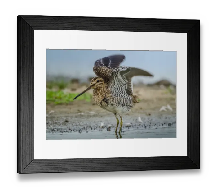 Framed Print : Common Snipe (Gallinago gallinago), Schleswig-Holstein, Germany Framed Print : Common Snipe (Gallinago gallinago), Schleswig-Holstein, Germany