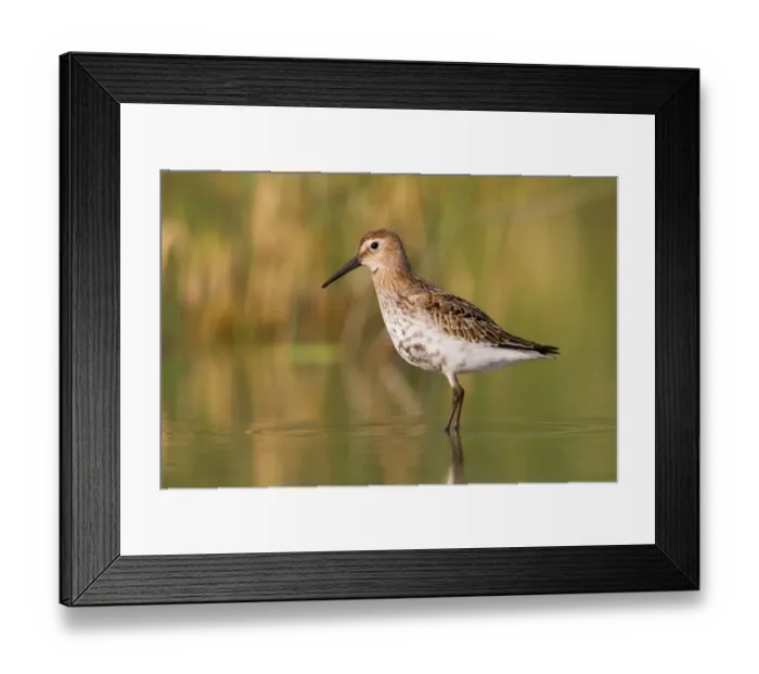 Framed Print : Dunlin (Calidris alpina), Vorarlberg, Austria Framed Print : Dunlin (Calidris alpina), Vorarlberg, Austria
