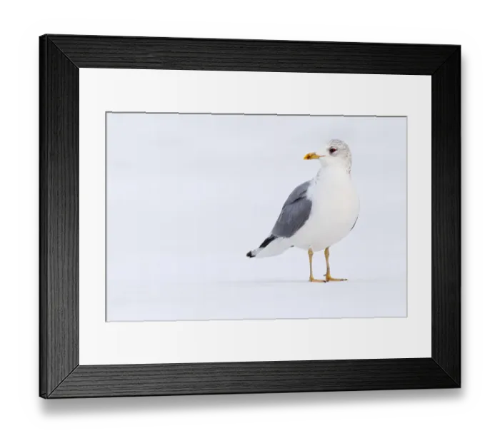 Framed Print : Mew Gull (Larus canus), Berlin, Germany Framed Print : Mew Gull (Larus canus), Berlin, Germany