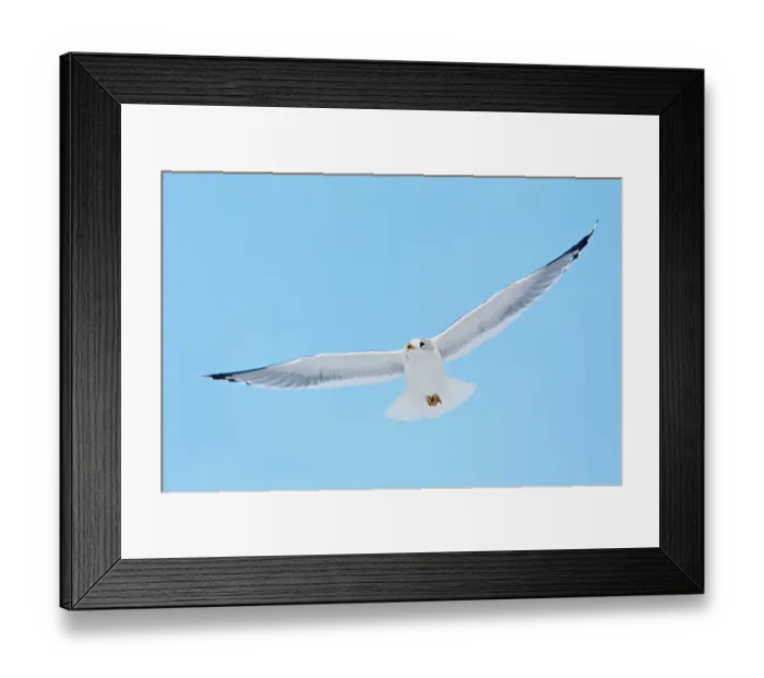 Framed Print : Mew Gull (Larus canus) flying, Berlin, Germany Framed Print : Mew Gull (Larus canus) flying, Berlin, Germany