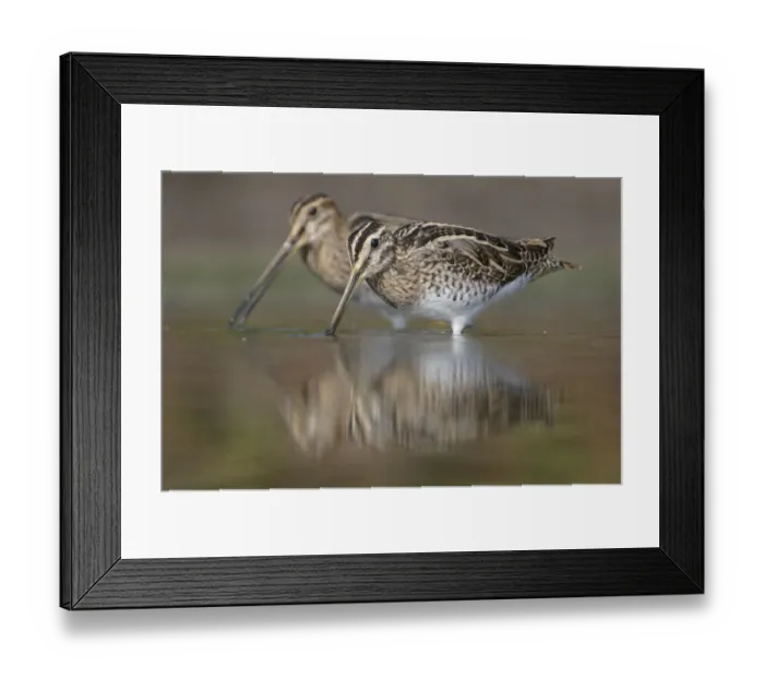 Framed Print : Common Snipe (Gallinago gallinago), Thuringia, Germany Framed Print : Common Snipe (Gallinago gallinago), Thuringia, Germany