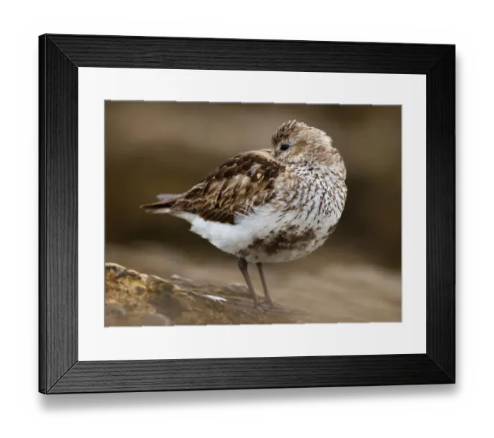 Framed Print : Dunlin (Calidris alpina), Asturias, Spain Framed Print : Dunlin (Calidris alpina), Asturias, Spain