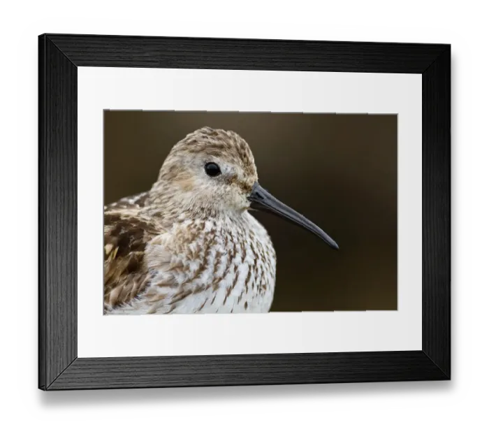 Framed Print : Dunlin (Calidris alpina), Asturias, Spain Framed Print : Dunlin (Calidris alpina), Asturias, Spain