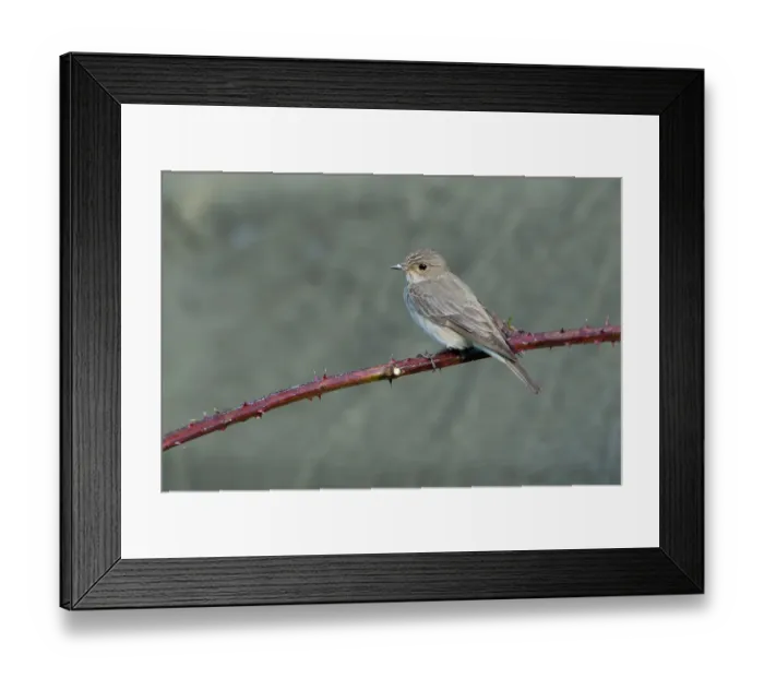 Framed Print : Spotted Flycatcher (Muscicapa striata), Lower Saxony, Germany Framed Print : Spotted Flycatcher (Muscicapa striata), Lower Saxony, Germany