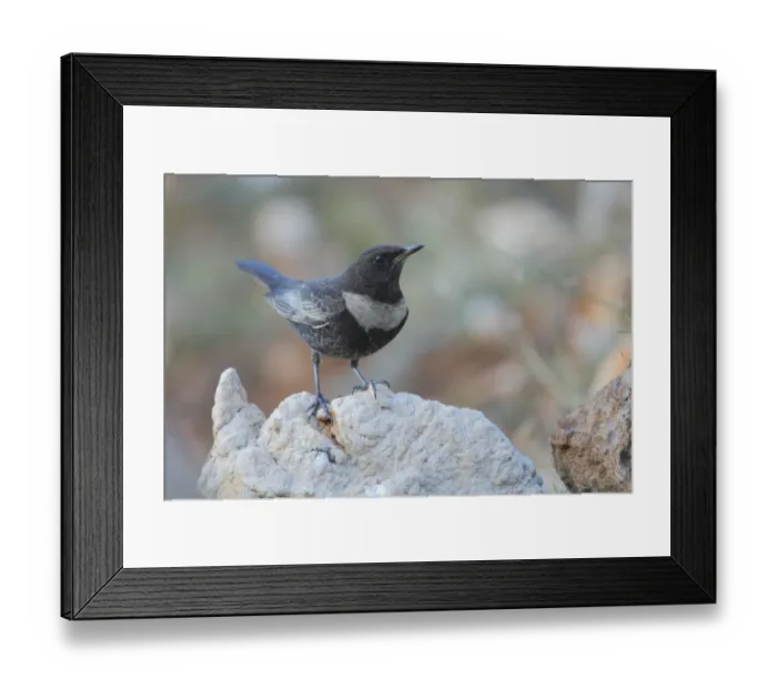 Framed Print : Ring Ouzel (Turdus torquatus) female, Andalusia, Spain Framed Print : Ring Ouzel (Turdus torquatus) female, Andalusia, Spain