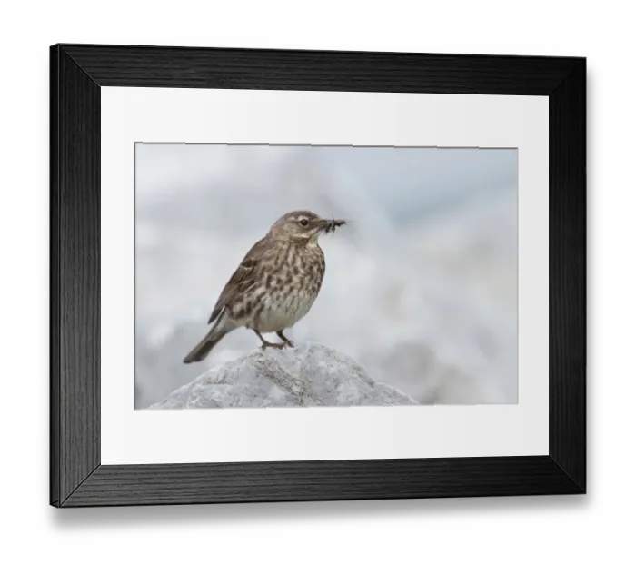 Framed Print : Eurasian Rock Pipit (Anthus petrosus), Ireland Framed Print : Eurasian Rock Pipit (Anthus petrosus), Ireland