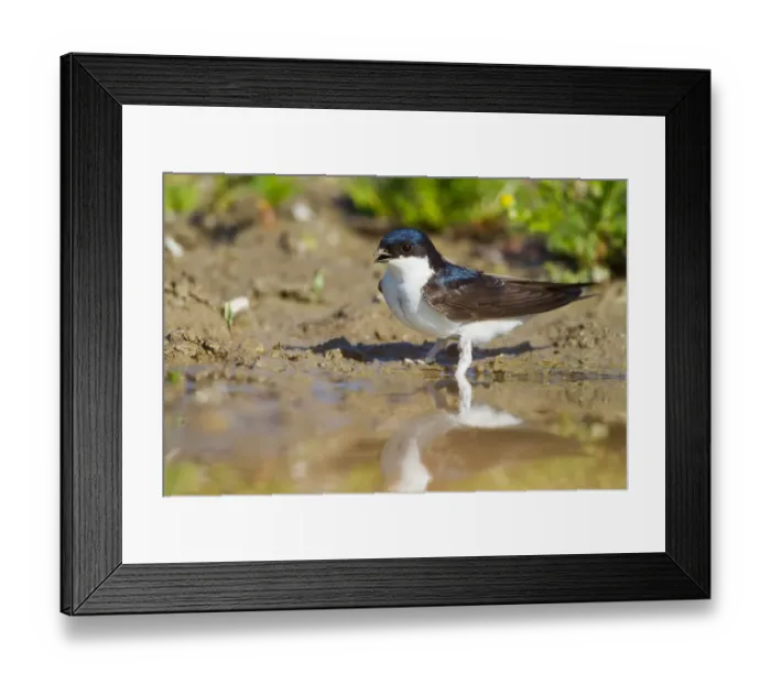 Framed Print : Common House Martin (Delichon urbicum), Baden-Wuerttemberg, Germany Framed Print : Common House Martin (Delichon urbicum), Baden-Wuerttemberg, Germany