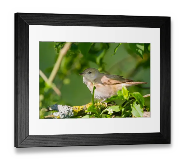 Framed Print : Garden Warbler (Sylvia borin), Baden-Wuerttemberg, Germany Framed Print : Garden Warbler (Sylvia borin), Baden-Wuerttemberg, Germany