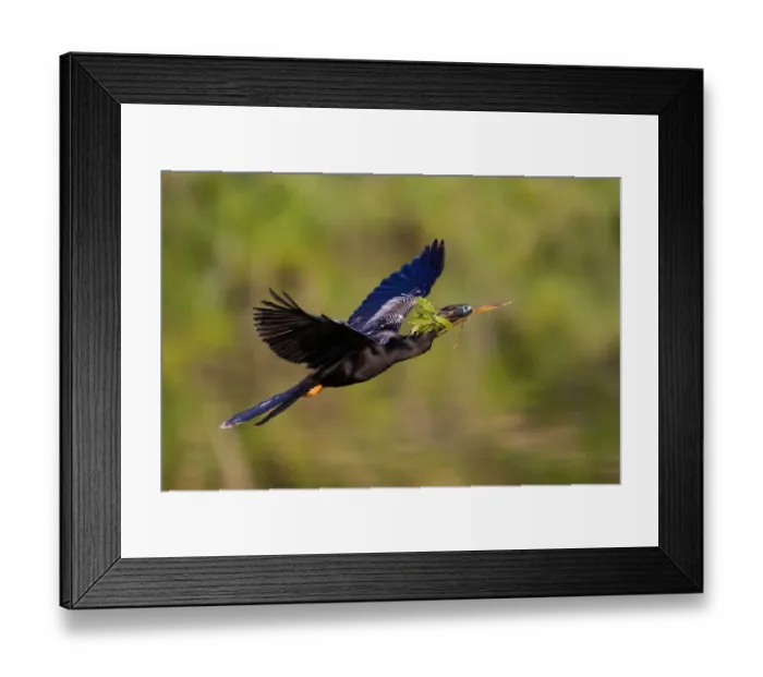 Framed Print : Anhinga (Anhinga anhinga) flying, Florida, USA Framed Print : Anhinga (Anhinga anhinga) flying, Florida, USA