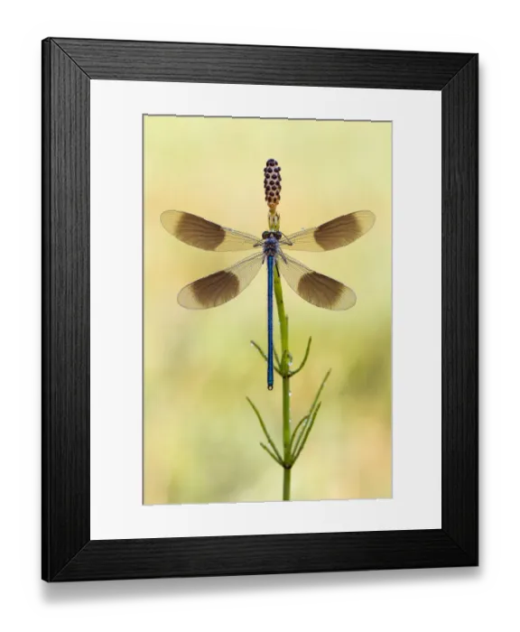 Framed Print : Banded Demoiselle (Calopteryx splendens) male with open wings on Field Horsetail Framed Print : Banded Demoiselle (Calopteryx splendens) male with open wings on Field Horsetail